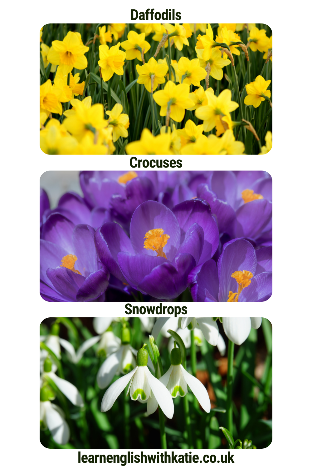 Pinterest pin showing pictures of daffodils, crocuses and snowdrops.
