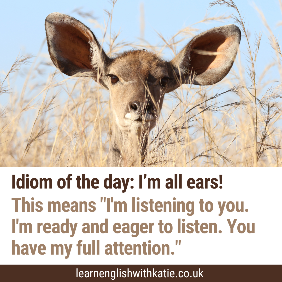 I'm all ears instagram image featuring a deer with large ears