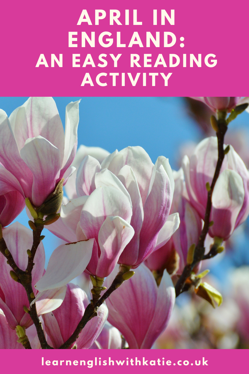 Pinterest image showing magnolia flowers.
