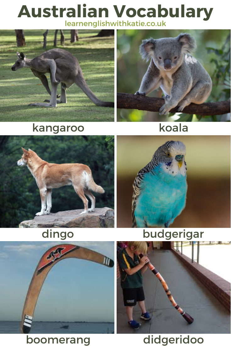 Picture dictionary showing a kangaroo, koala, dingo, budgerigar, boomerang and didgeridoo