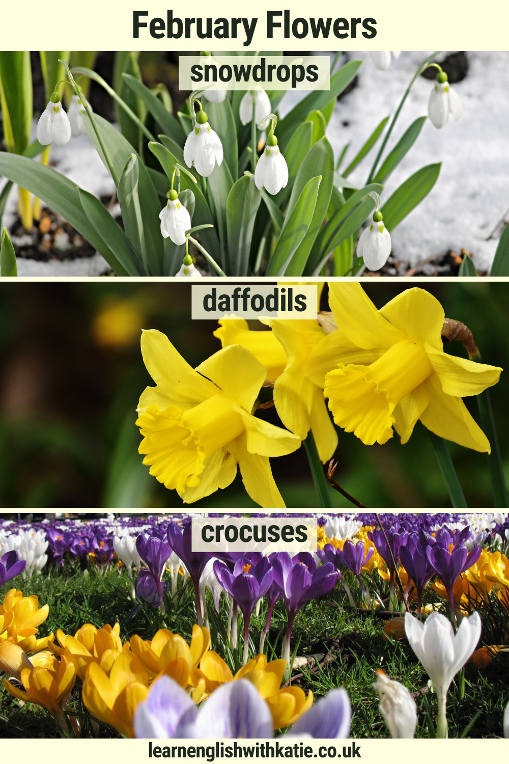 Pinterest pin showing snowdrops, daffodils and crocuses