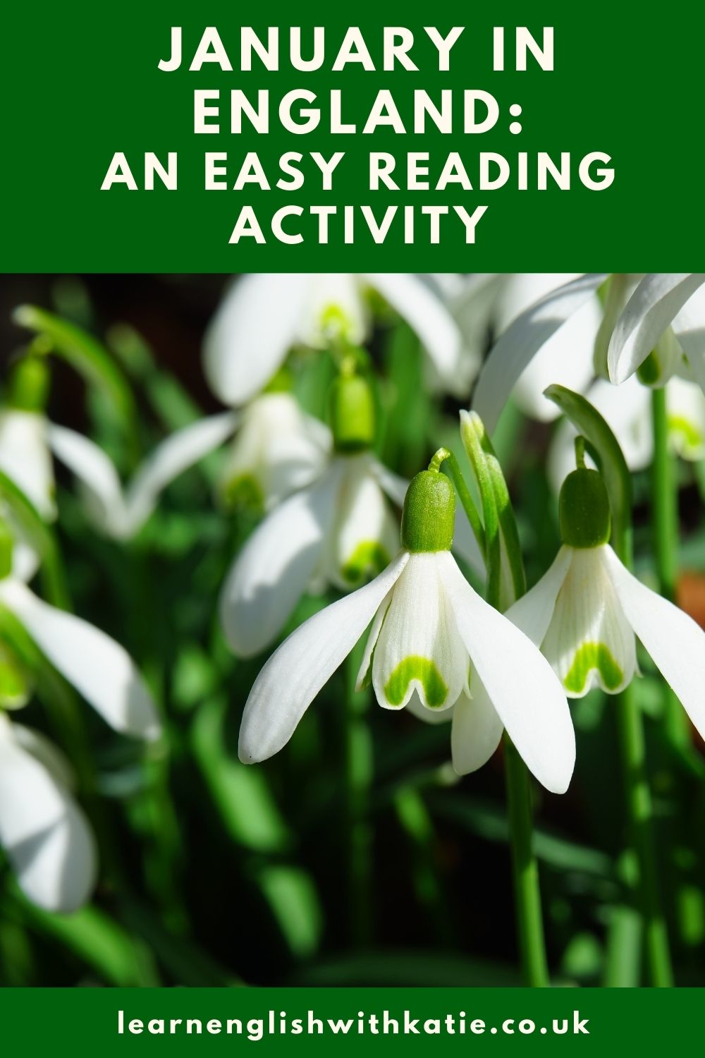 Pinterest pin showing image of snowdrops