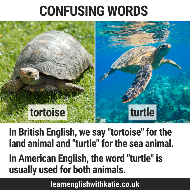 Pictures or a tortoise and a turtle